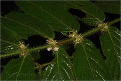 Lasianthus jackianus